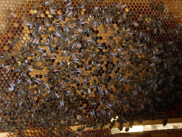 Free Bees Honeycomb photo and picture
