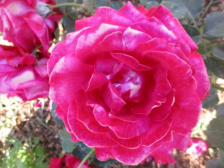 Free Flower Petals photo and picture