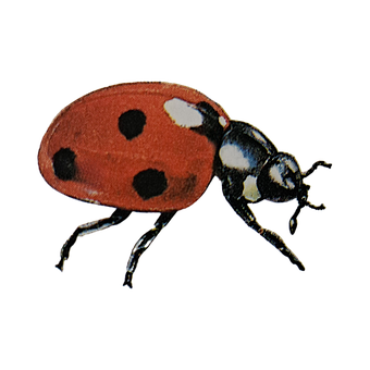Mariquita, Insecto, Animal, Naturaleza