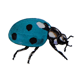 Mariquita, Insecto, Animal, Naturaleza