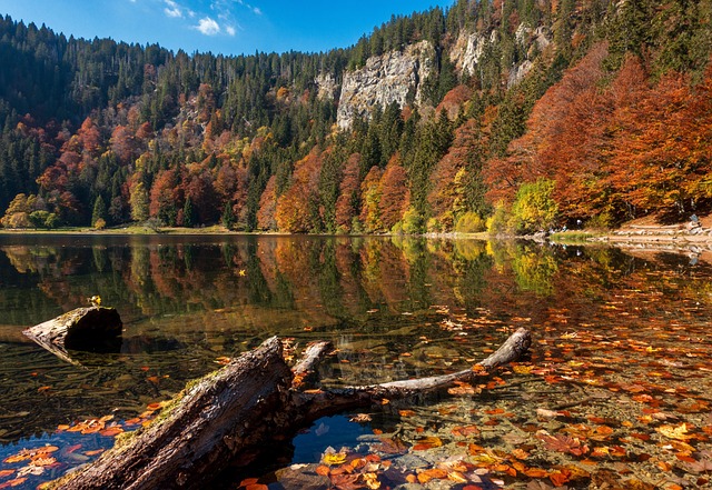 Herbst, Bäume, Blätter, Farben, See