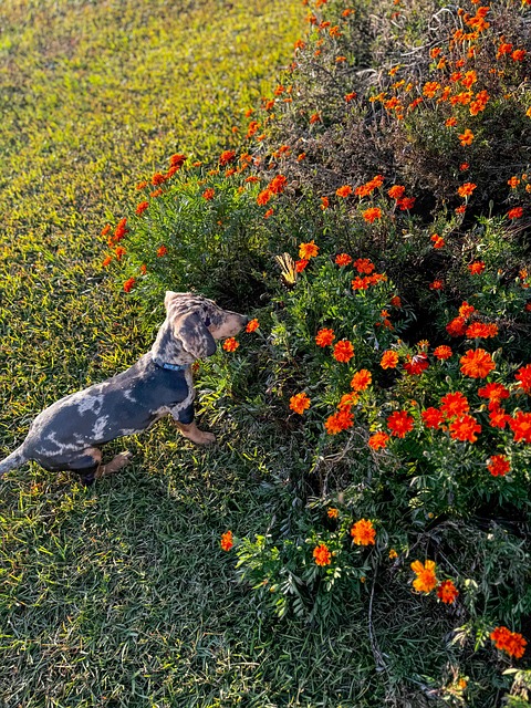 Free Puppy Butterfly photo and picture