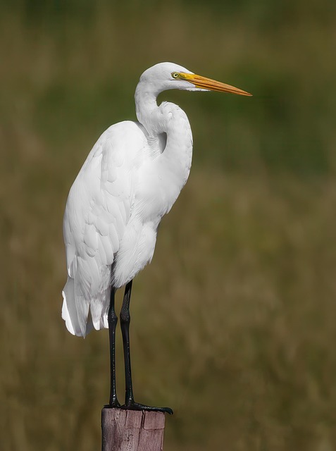 Reiher, Vogel, Tier, Federn, Gefieder