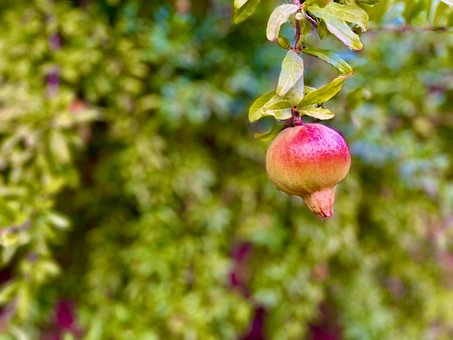 Free Eden Garden photo and picture