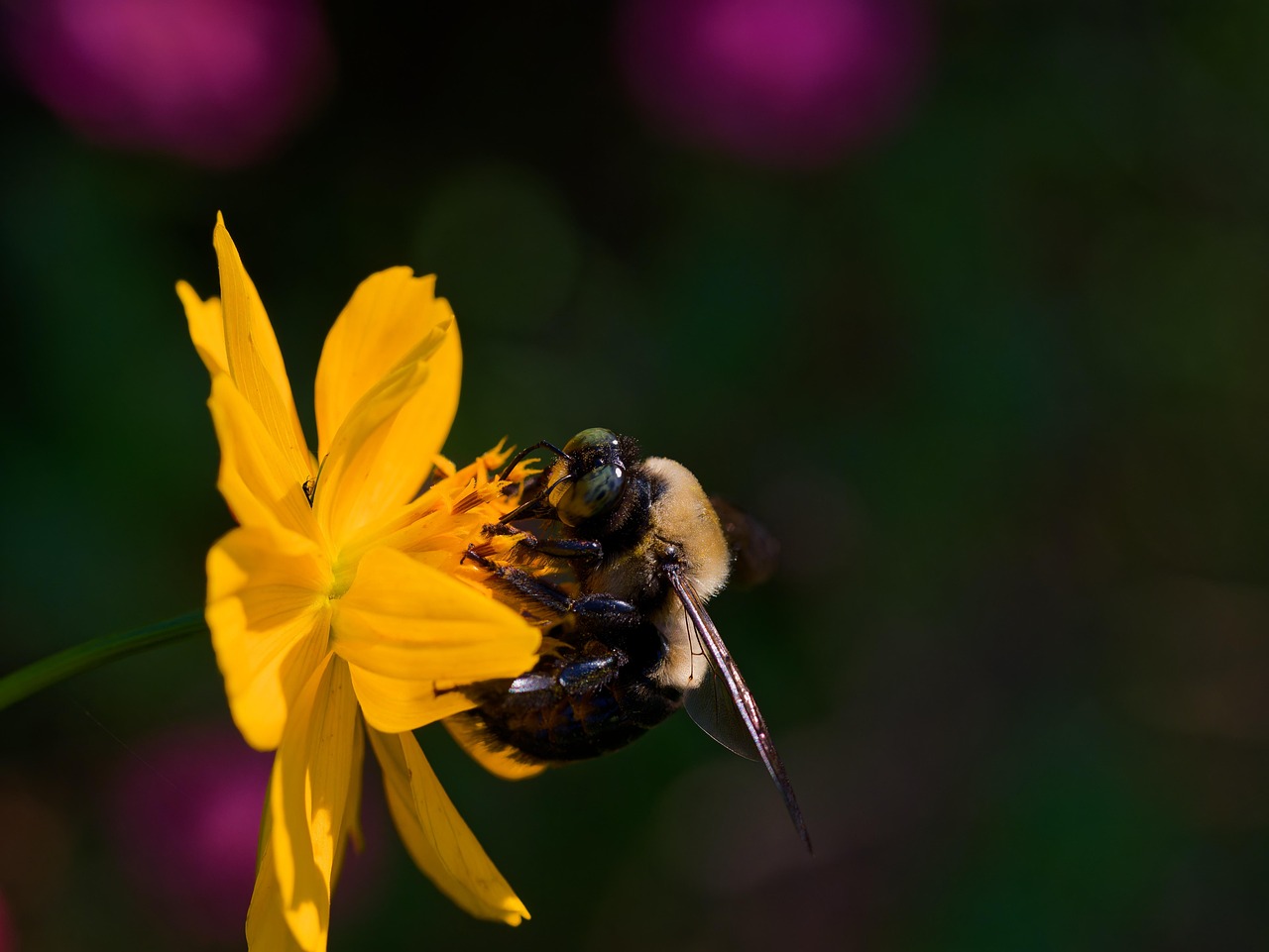 Download free HD stock image of Bee Bumblebee Free Bee Bumblebee photo and picture