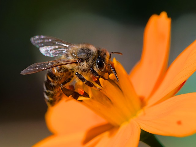 Honeybee, bee, flower background and flower wallpaper — photo by Ahep317