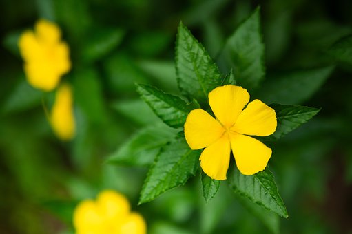 Free Flower Green photo and picture