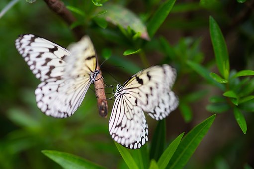 Free Butterfly Honey photo and picture