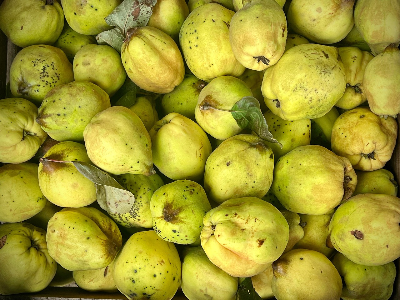 Download Quince Fruit Nature Royalty Free Stock Illustration Image