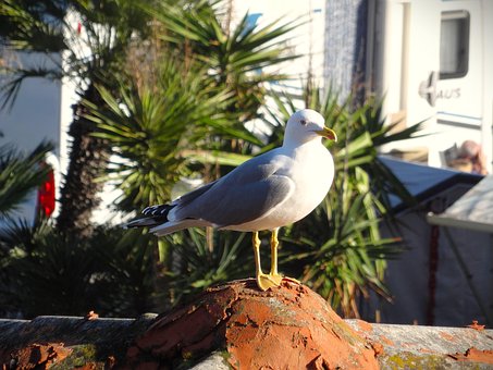 Free Gull Bird photo and picture