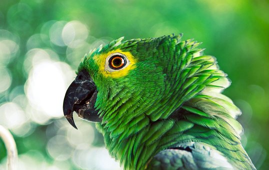 Free Ai Generated Parrot illustration and picture