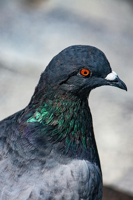 Free Ai Generated Pigeon illustration and picture