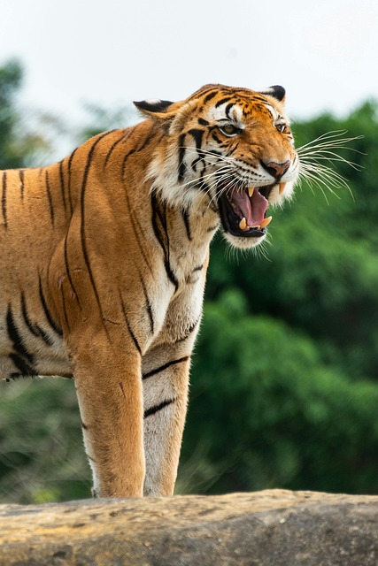 Free Ai Generated Tiger illustration and picture