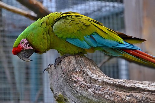 Free Ai Generated Parrot illustration and picture