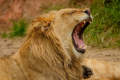 Free Ai Generated Lion illustration and picture