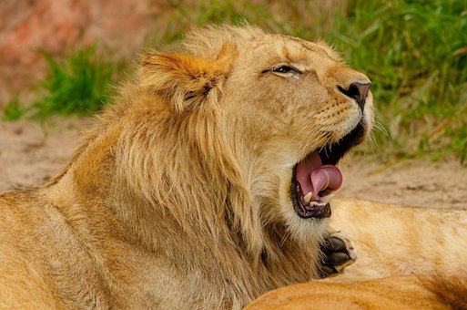 Free Ai Generated Lion illustration and picture