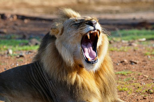 Free Ai Generated Lion illustration and picture