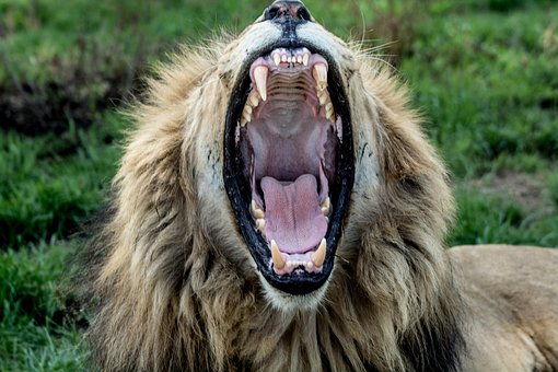 Free Lion Nature illustration and picture