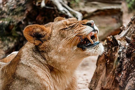 Free Ai Generated Lion illustration and picture