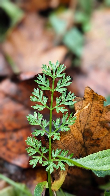 Free Fern Parsley photo and picture