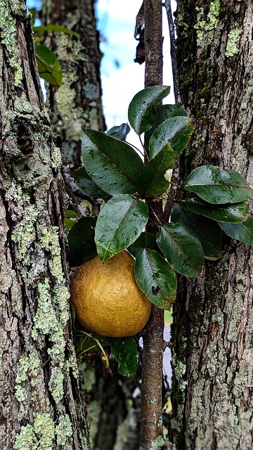 Free Pear Green photo and picture