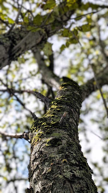 Free Tree Moss photo and picture