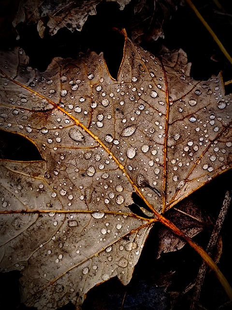 Free Autumn Nature photo and picture