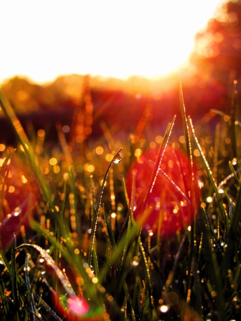 Free Grass Dew photo and picture