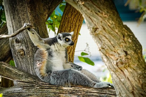 Free Lemur Animal photo and picture