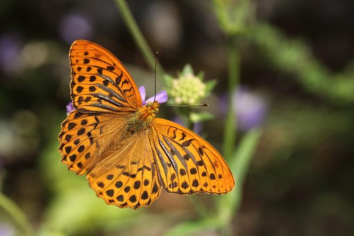 Polilla, Insecto, Alas, Fauna, Naranja