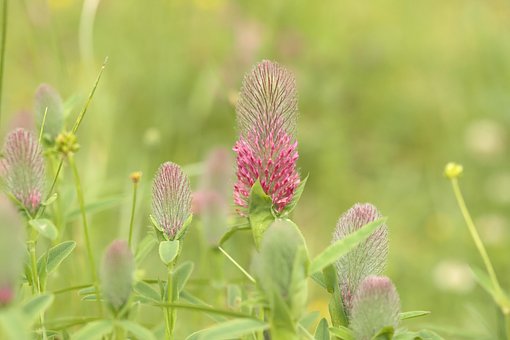 Flores, Trébol Rojo, Naturaleza, Prairie