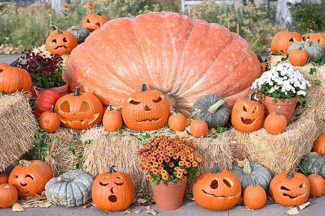 Calabaza, Víspera De Todos Los Santos