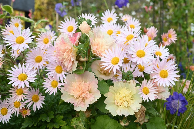 Flor, Flora, Planta, Otoño, Naturaleza