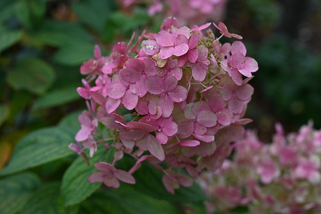 Flor, Naturaleza, Hortensia, Otoño