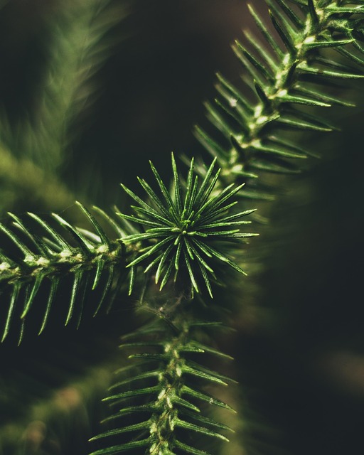 Folhas, Conífera, Agulhas, Planta