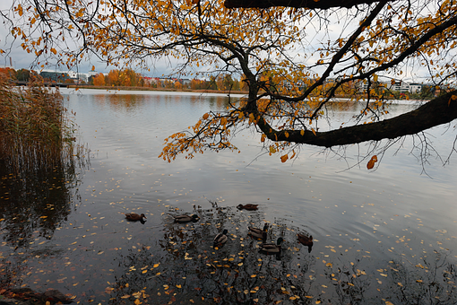Efterår, Efterårs Eventyr