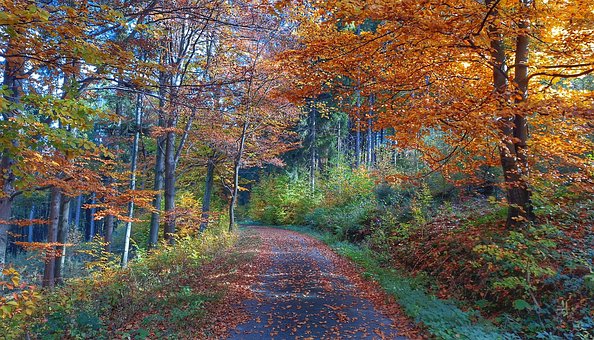 Free Autumn Forest Nature photo and picture
