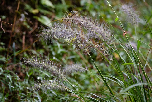 Free Grass Natural photo and picture