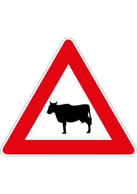 Free Cow Nature illustration and picture