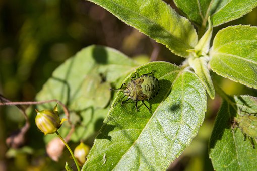 Bille, Insekt, Plante, Natur, Tæt På