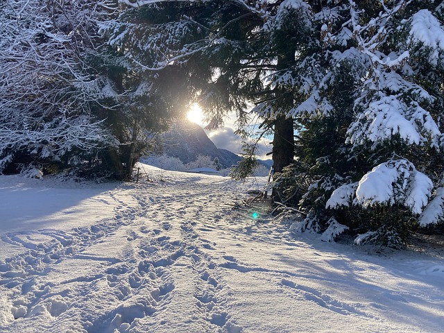 Free Snow Forest photo and picture