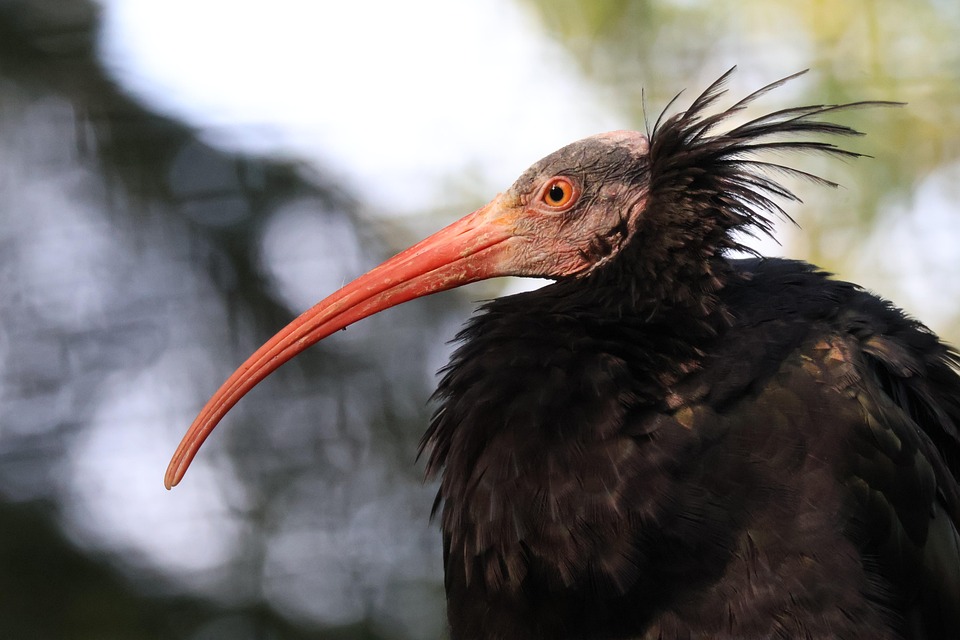 Ibis Bird Northern Bald - Free photo on Pixabay