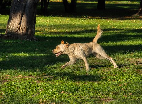 Free Dog Animal photo and picture