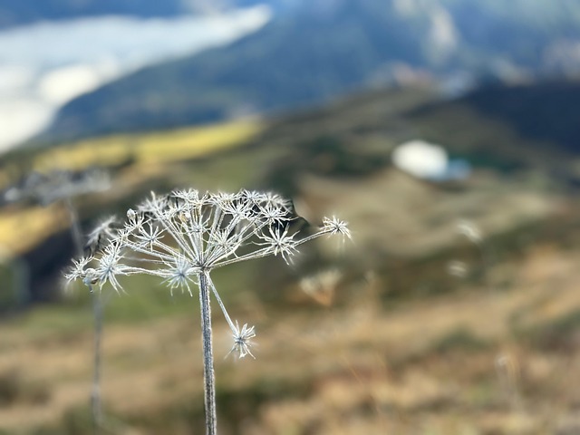 Oberstdorf, Allgäu, Natureza, Prado