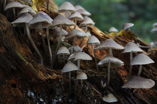 Free Mushrooms Forest photo and picture