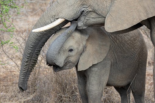 Slon, Slůně, Tele, Zvířata, Pachyderm