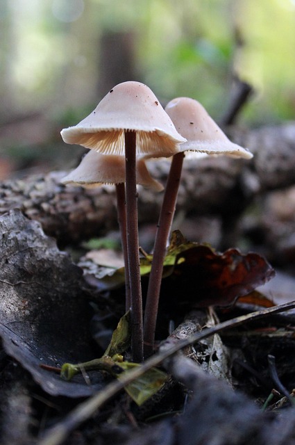 Free Mushrooms Fungi photo and picture
