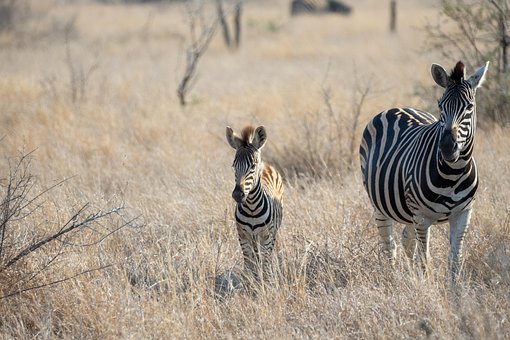 Zebra, Zvíře, Koňský, Tele, Divoká Zvěř