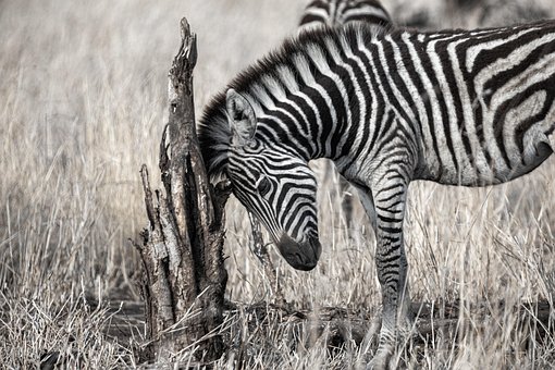Zebra, Zvíře, Koňský, Tele, Divoká Zvěř