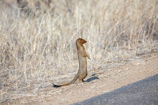Surikata, Zvíře, Mongoose, Příroda